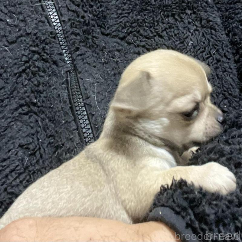 販売中の埼玉県のチワワ(スムースコート)-442661の5枚目