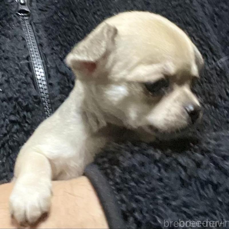 販売中の埼玉県のチワワ(スムースコート)-442661の4枚目