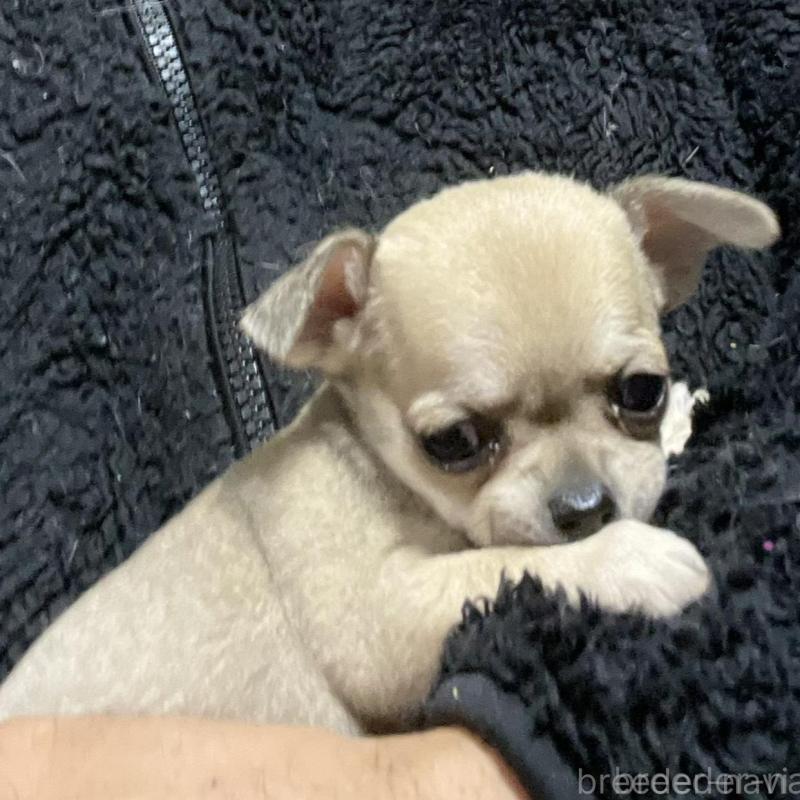 販売中の埼玉県のチワワ(スムースコート)-442661の3枚目