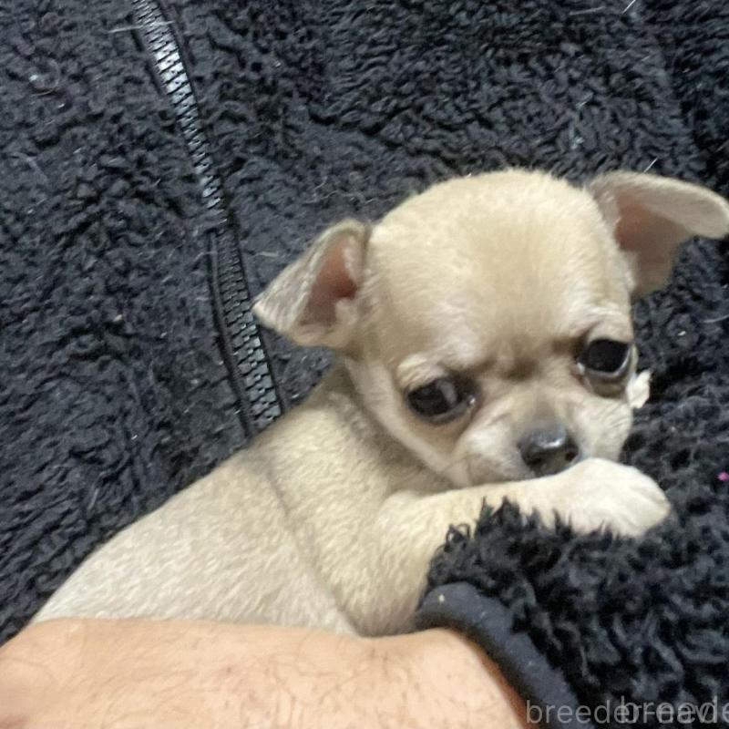 販売中の埼玉県のチワワ(スムースコート)-442661の2枚目