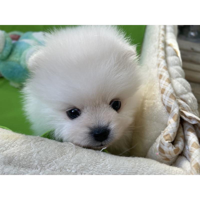 販売中の岐阜県のポメラニアン-442662の4枚目