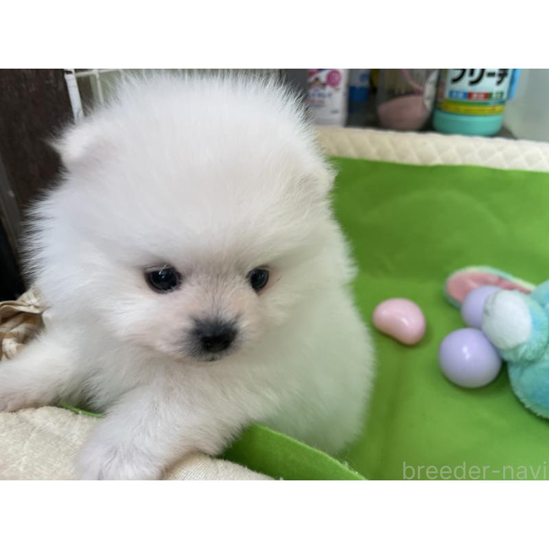 販売中の岐阜県のポメラニアン-442662の3枚目