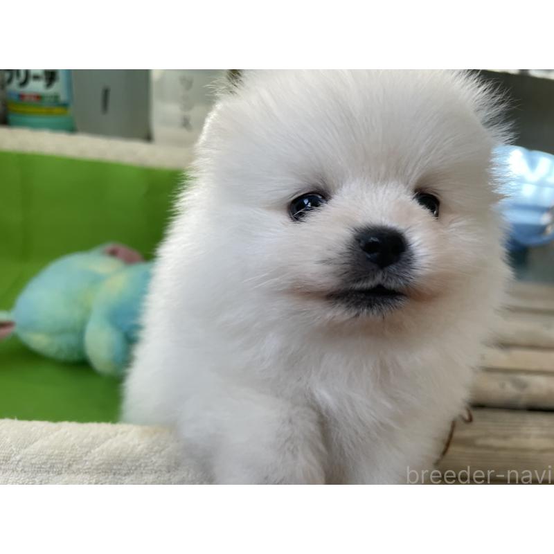 販売中の岐阜県のポメラニアン-442662の2枚目