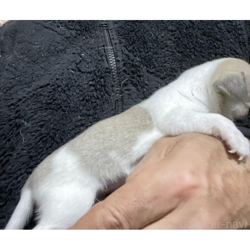 販売中の埼玉県のチワワ(スムースコート)-442663の8枚目