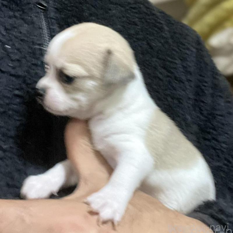 販売中の埼玉県のチワワ(スムースコート)-442663の5枚目