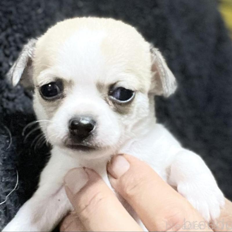 販売中の埼玉県のチワワ(スムースコート)-442663の4枚目