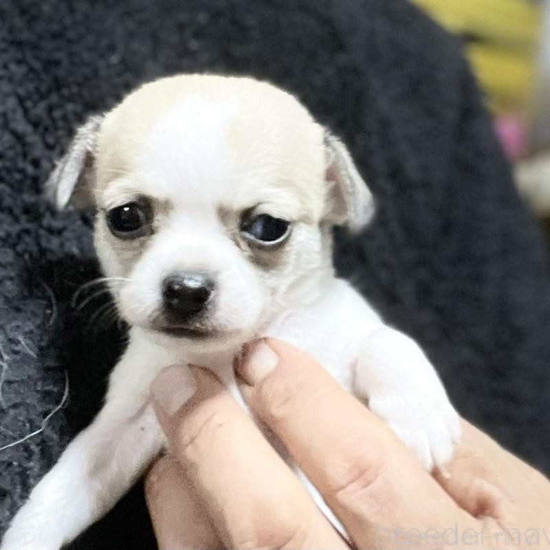 販売中の埼玉県のチワワ(スムースコート)-442663の3枚目