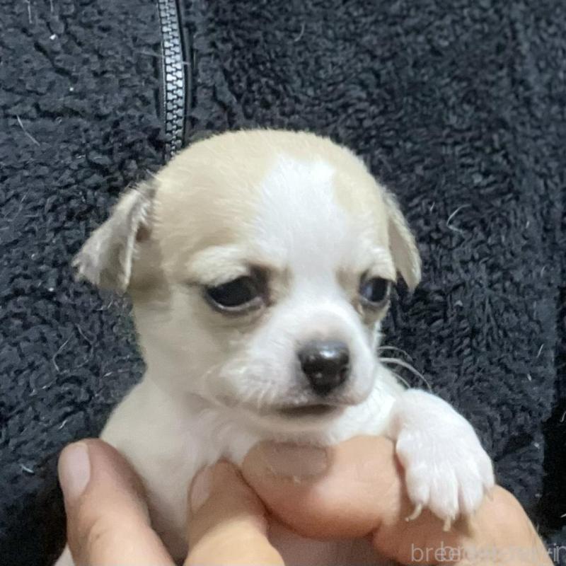 販売中の埼玉県のチワワ(スムースコート)-442663の2枚目