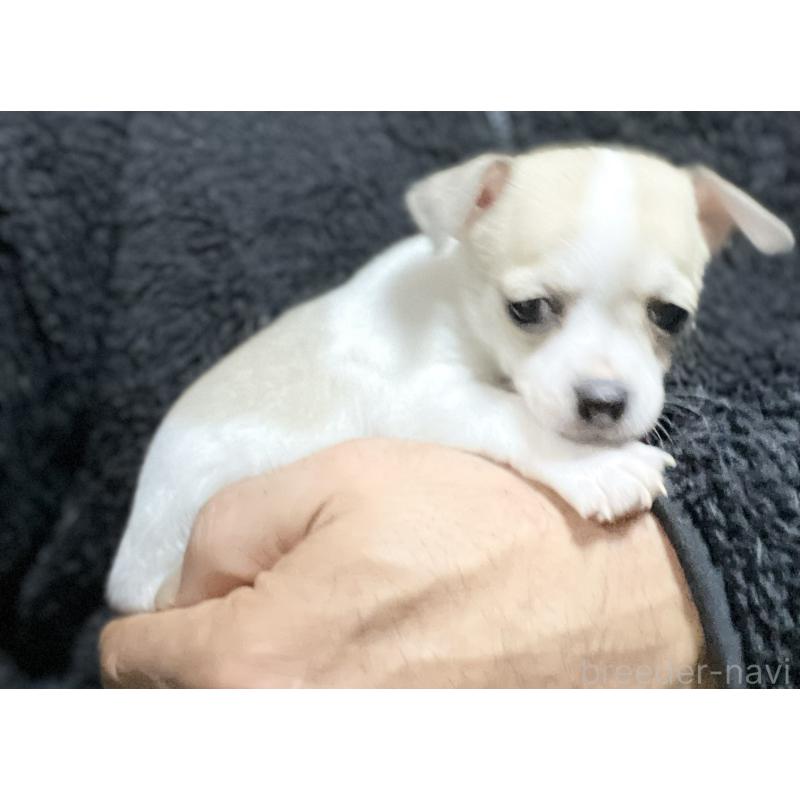 販売中の埼玉県のチワワ(スムースコート)-442665の8枚目