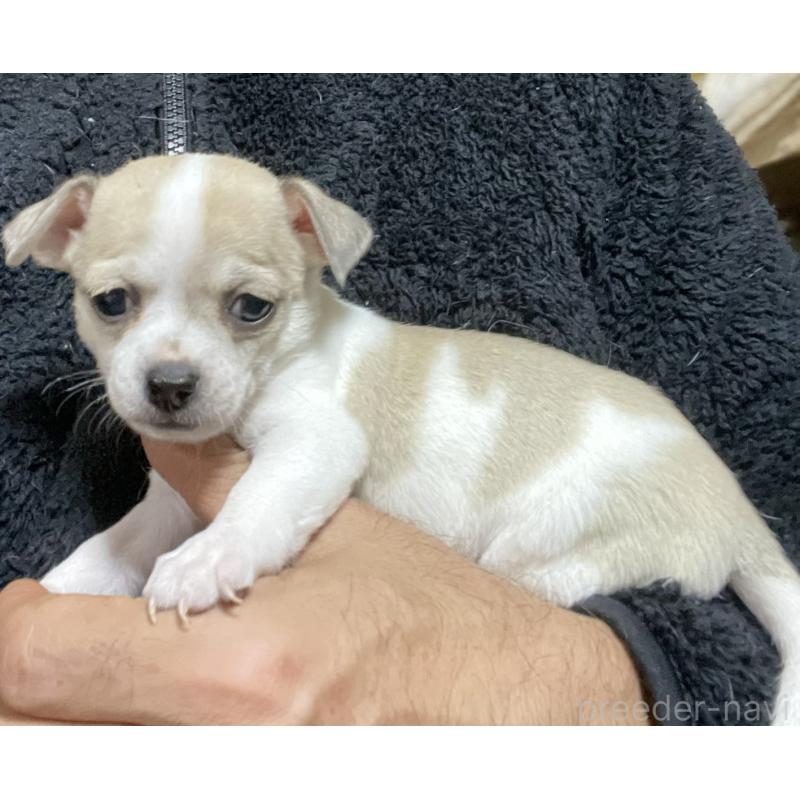 販売中の埼玉県のチワワ(スムースコート)-442665の7枚目