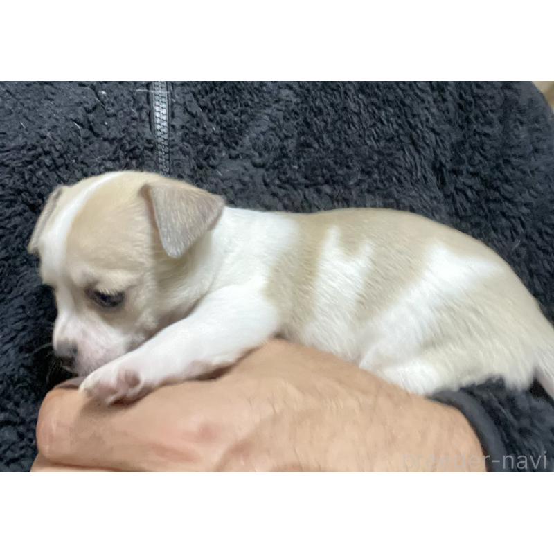 販売中の埼玉県のチワワ(スムースコート)-442665の5枚目