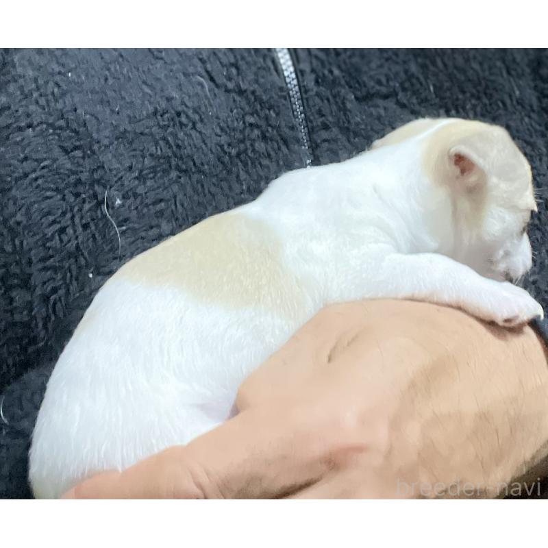 販売中の埼玉県のチワワ(スムースコート)-442665の4枚目