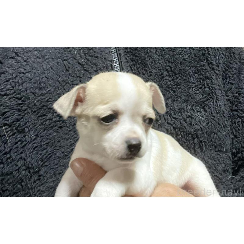 販売中の埼玉県のチワワ(スムースコート)-442665の3枚目