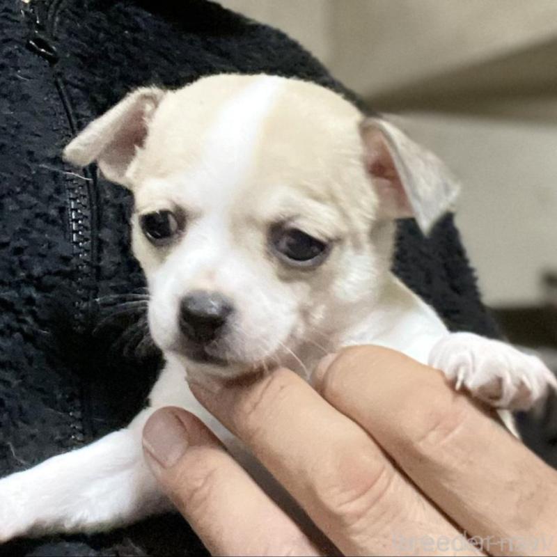 販売中の埼玉県のチワワ(スムースコート)-442665の2枚目