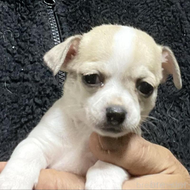 販売中の埼玉県のチワワ(スムースコート)-442665