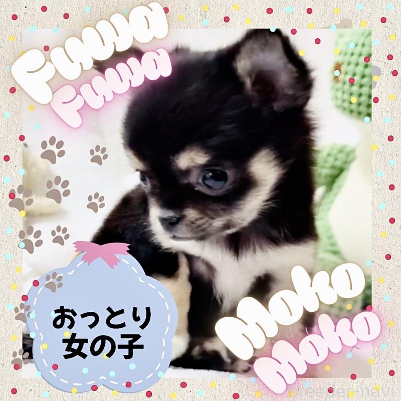 販売中の大阪府のチワワ(ロングコート)-441823