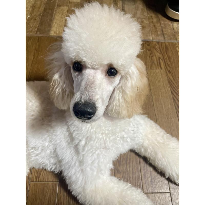 こはくちゃん1枚目