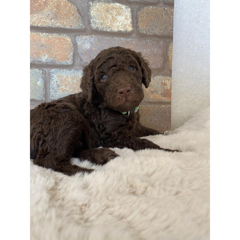 販売中の茨城県のスタンダードプードル-442670の5枚目