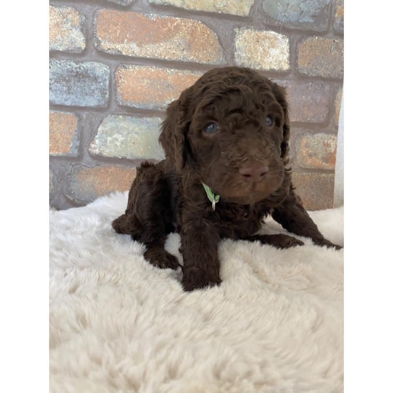 販売中の茨城県のスタンダードプードル-442670の4枚目