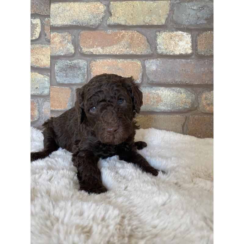 販売中の茨城県のスタンダードプードル-442670の3枚目