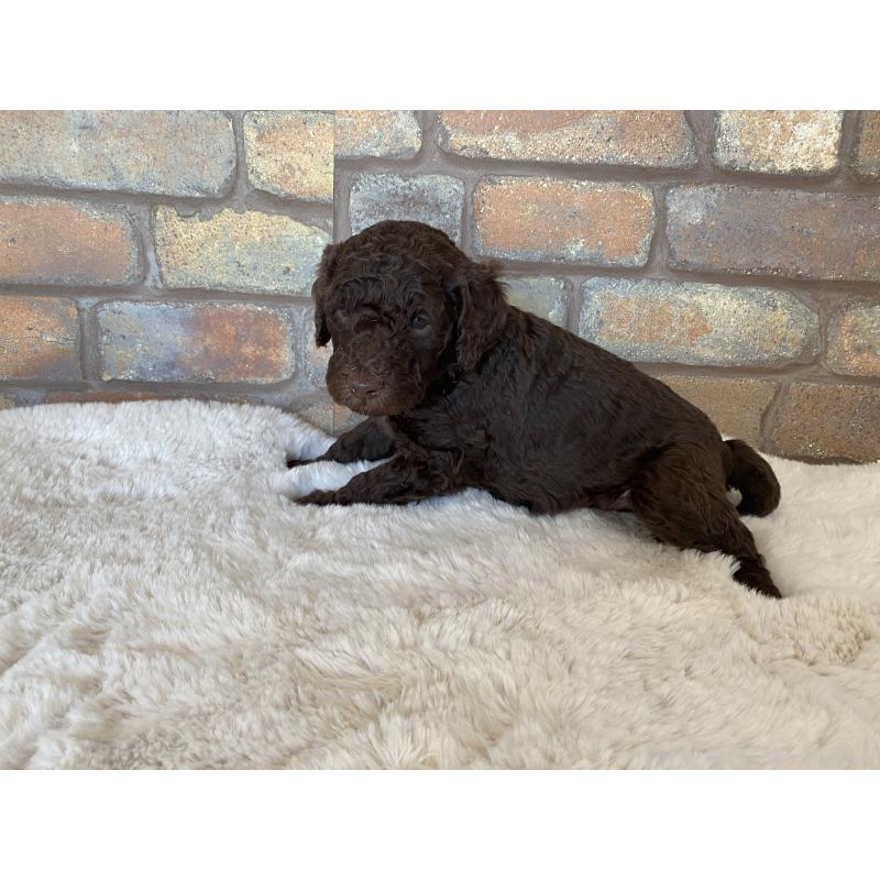 販売中の茨城県のスタンダードプードル-442670の2枚目