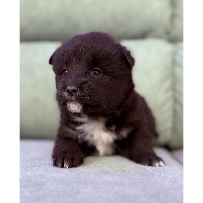 販売中の奈良県のミックス犬-442672の1枚目