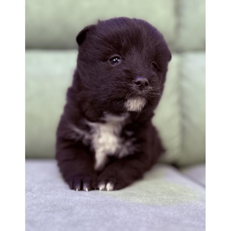 販売中の奈良県のミックス犬-442672の4枚目