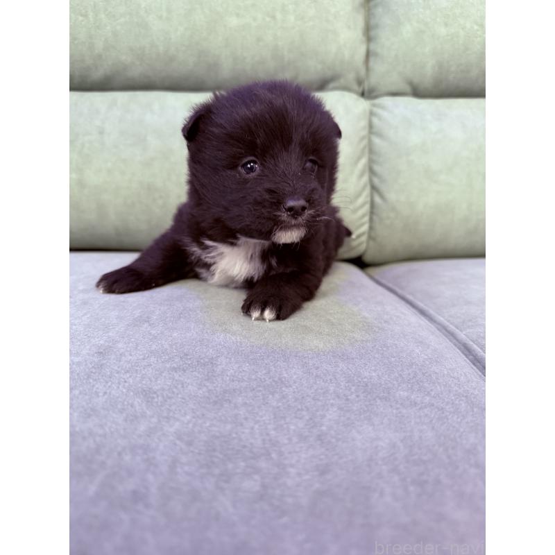 販売中の奈良県のミックス犬-442672の2枚目