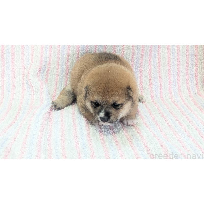 販売中の熊本県の豆柴-440085の30枚目