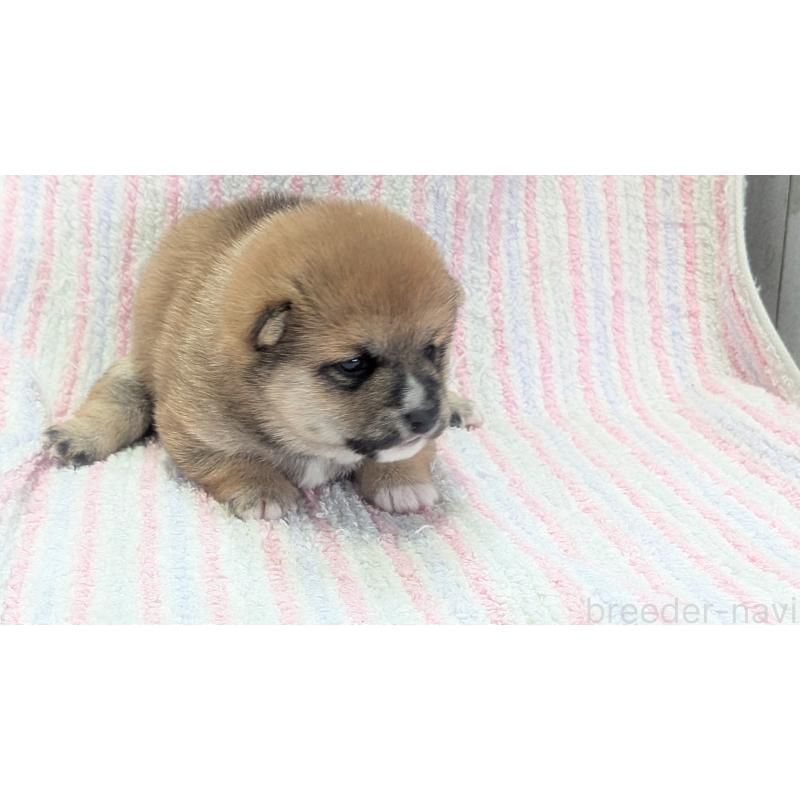 販売中の熊本県の豆柴-440085の28枚目