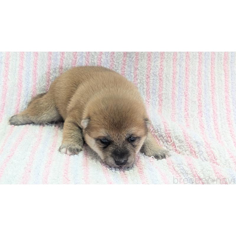 販売中の熊本県の豆柴-440782の25枚目