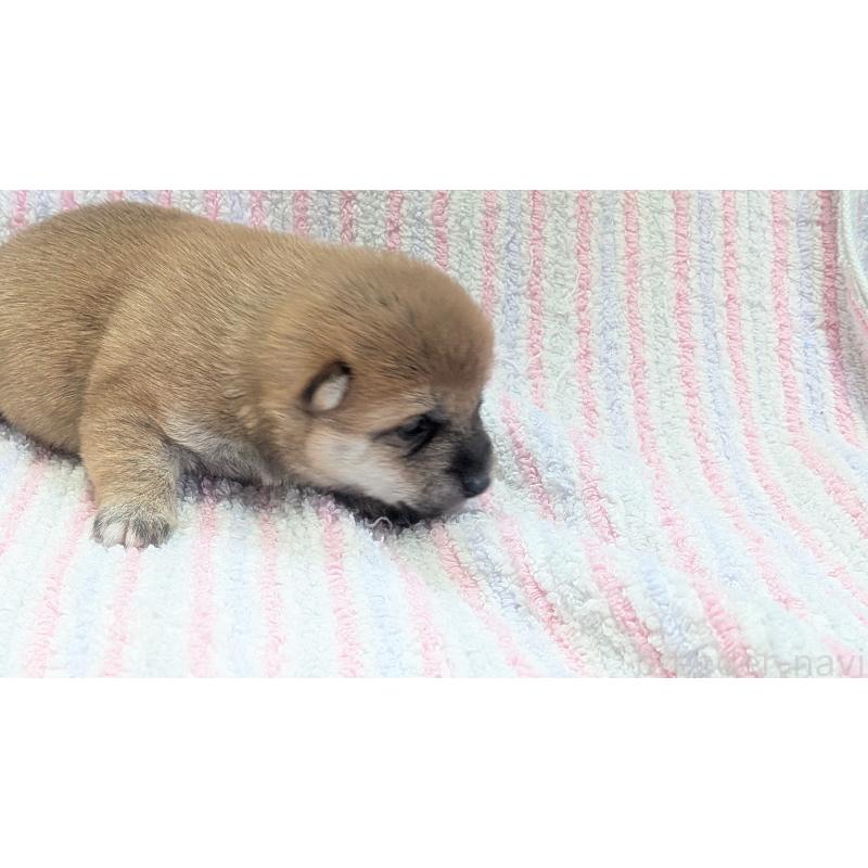 販売中の熊本県の豆柴-440782の24枚目