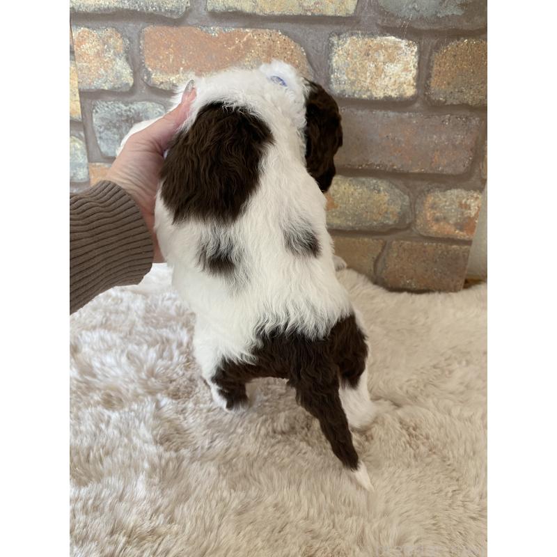 販売中の茨城県のスタンダードプードル-442671の5枚目