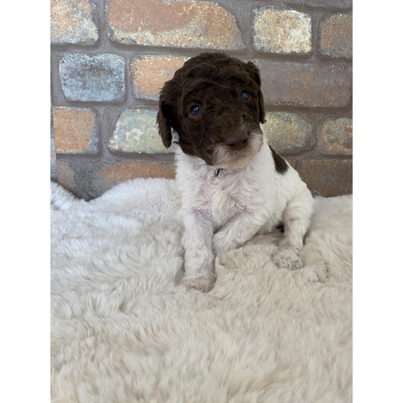 販売中の茨城県のスタンダードプードル-442671の4枚目