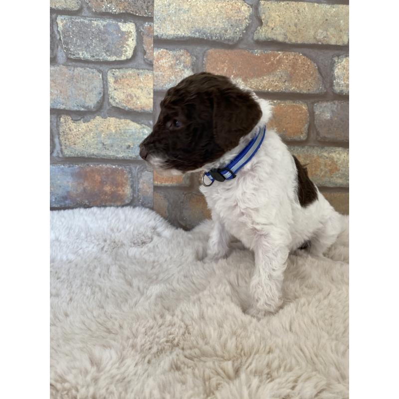 販売中の茨城県のスタンダードプードル-442671の3枚目