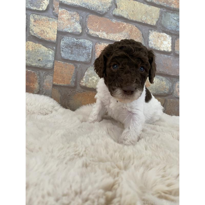 販売中の茨城県のスタンダードプードル-442671の2枚目