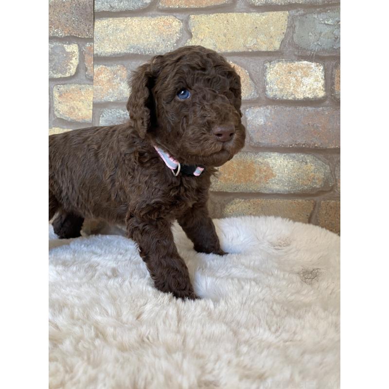 販売中の茨城県のスタンダードプードル-442673