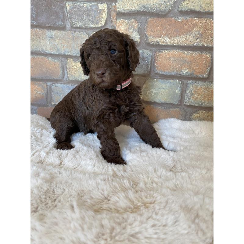 販売中の茨城県のスタンダードプードル-442673の5枚目