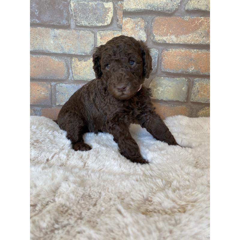 販売中の茨城県のスタンダードプードル-442673の4枚目