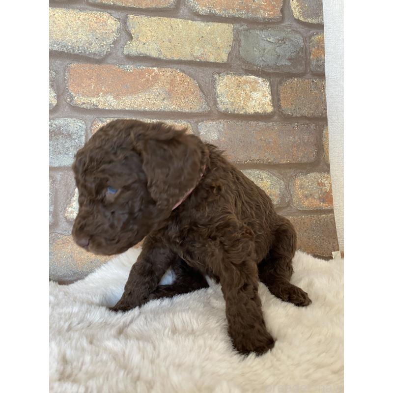 販売中の茨城県のスタンダードプードル-442673の3枚目