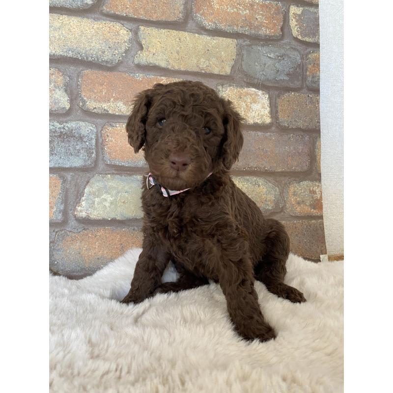 販売中の茨城県のスタンダードプードル-442673の2枚目