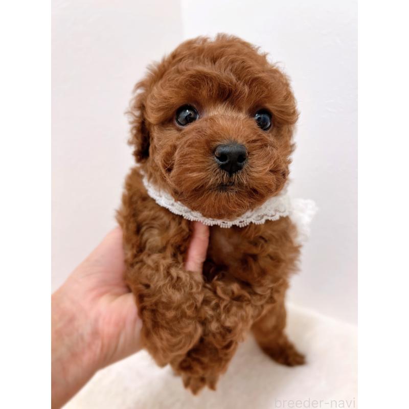 販売中の福岡県のタイニープードル-442676の7枚目