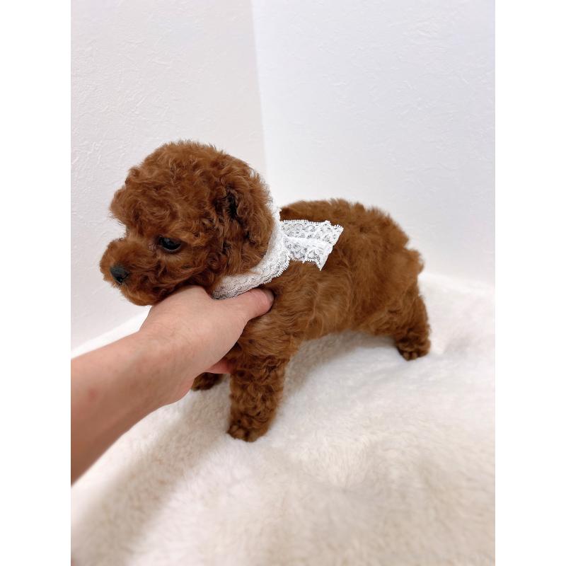 販売中の福岡県のタイニープードル-442676の6枚目