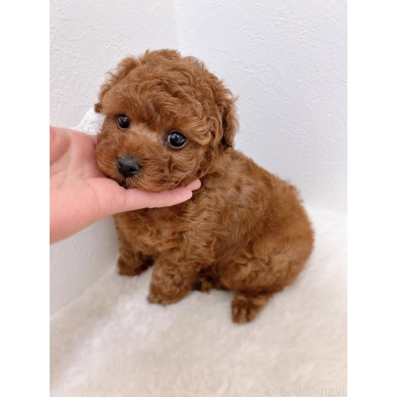 販売中の福岡県のタイニープードル-442676の5枚目