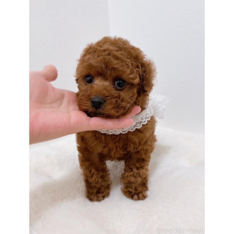 販売中の福岡県のタイニープードル-442676の4枚目