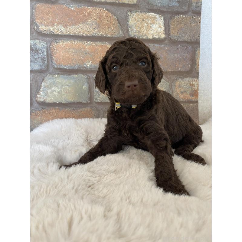 販売中の茨城県のスタンダードプードル-442674