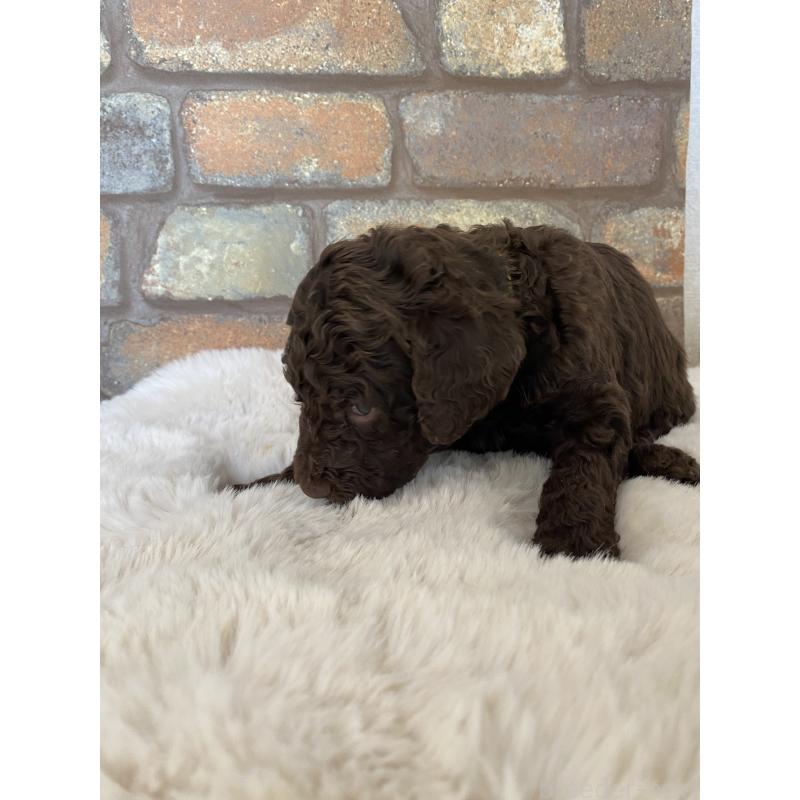 販売中の茨城県のスタンダードプードル-442674の5枚目