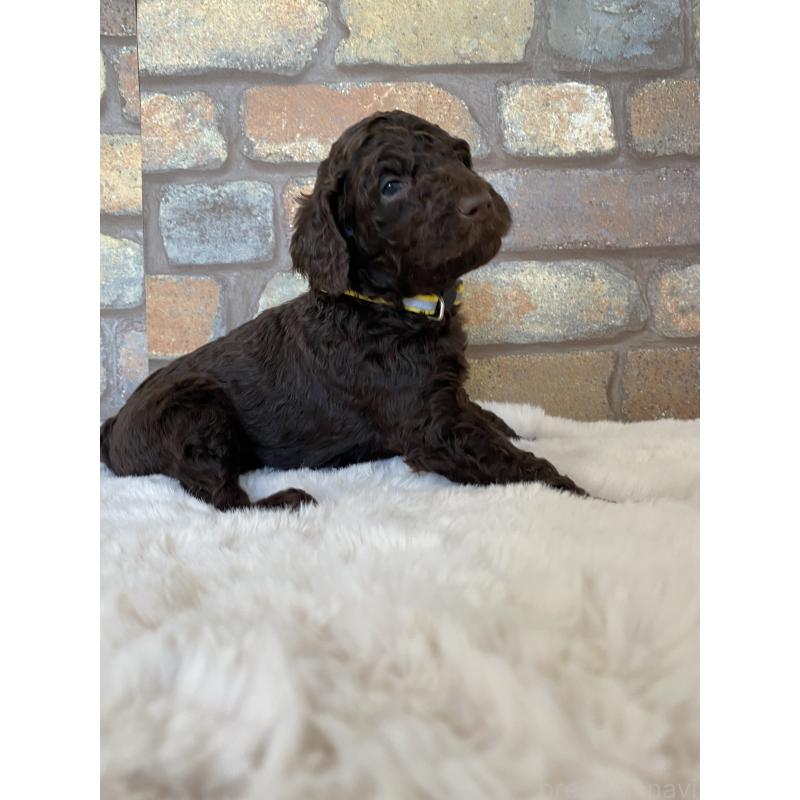 販売中の茨城県のスタンダードプードル-442674の4枚目