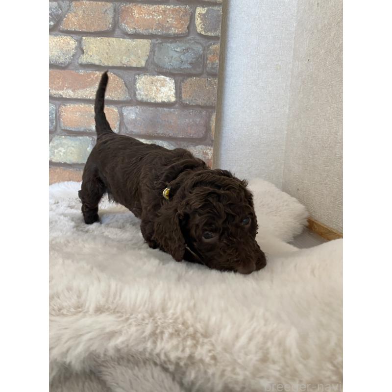 販売中の茨城県のスタンダードプードル-442674の3枚目