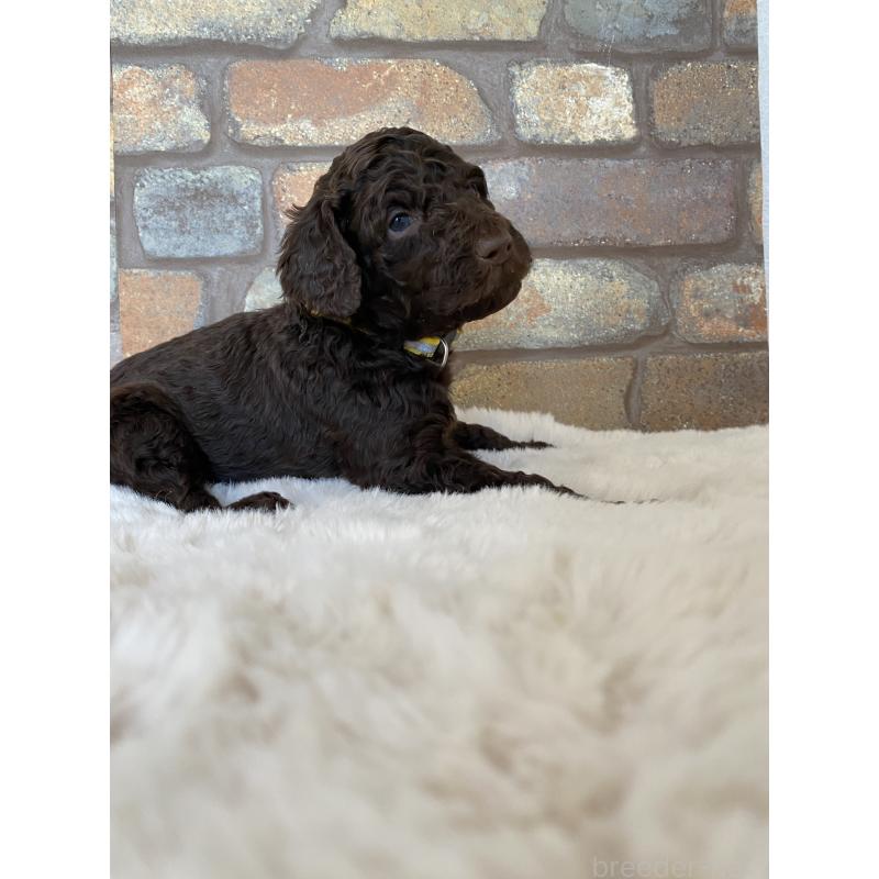 販売中の茨城県のスタンダードプードル-442674の2枚目